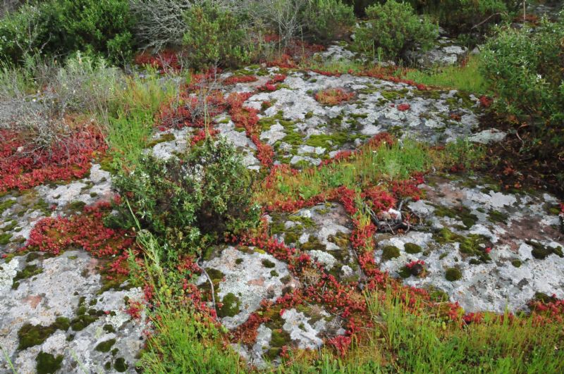 Sedum cearuleum?   S !